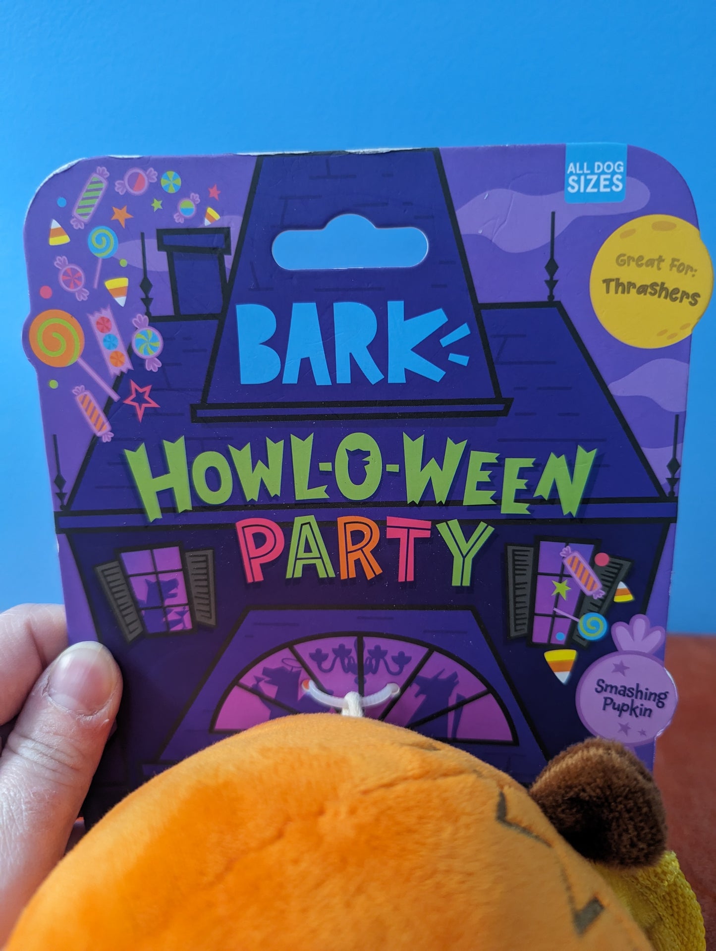 Bark Box smashing pupkin