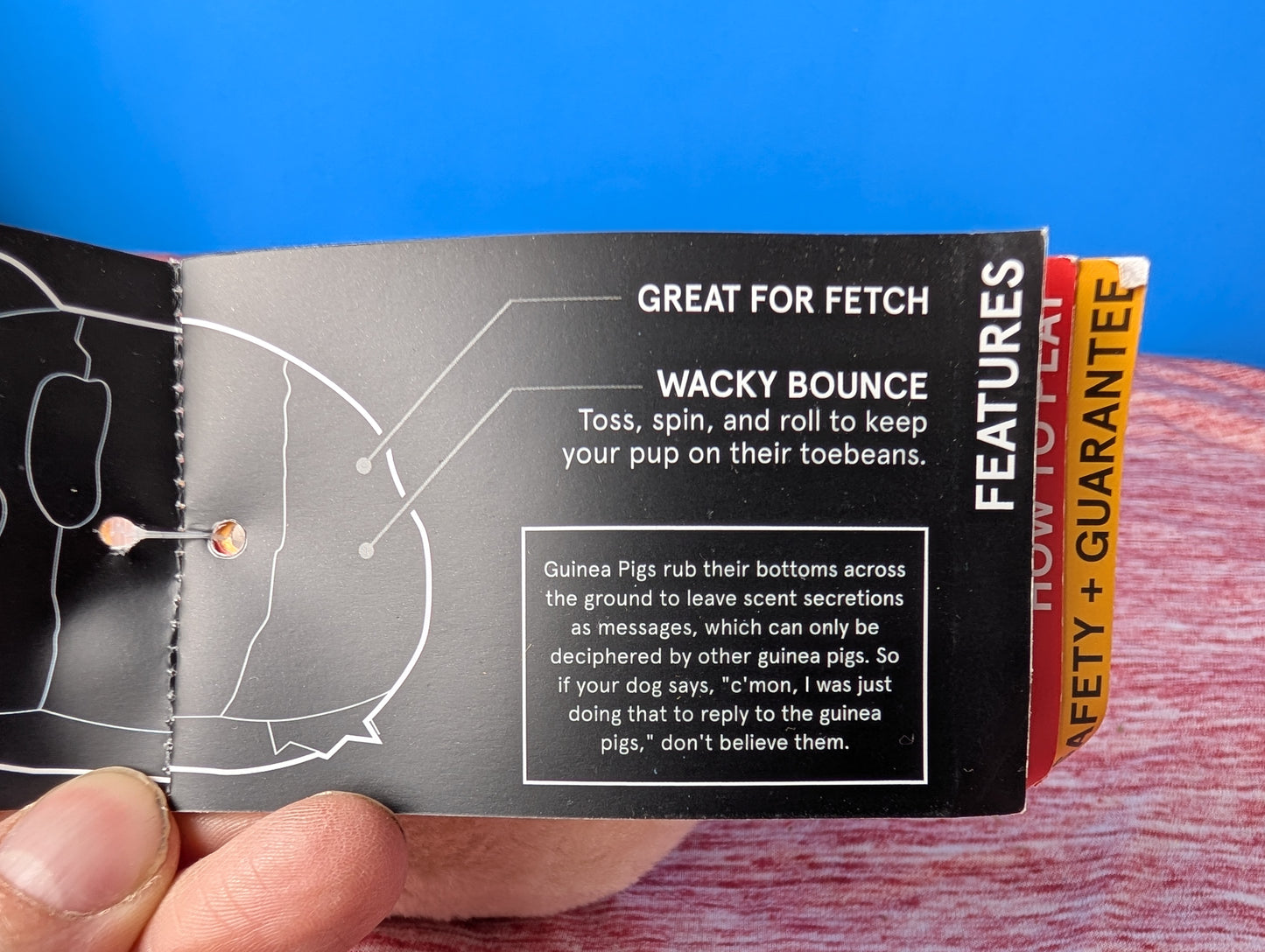 Barkbox Guillermo guinea pig